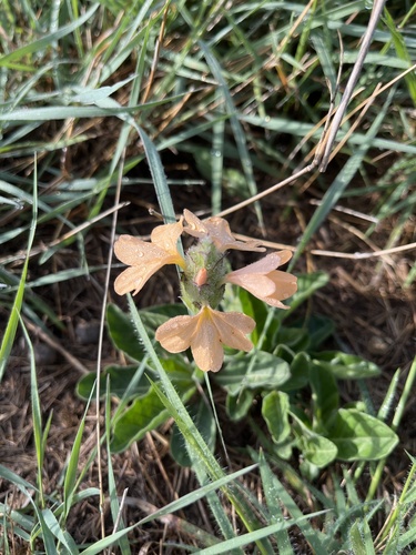 Crossandra subacaulis image