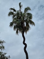 Livistona mariae