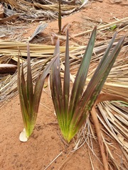 Livistona mariae