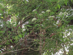 Ageratina ligustrina