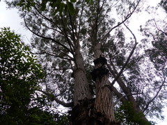 Eucalyptus muelleriana