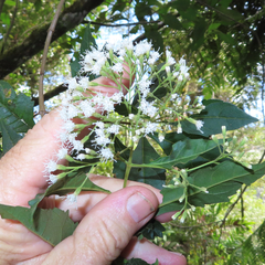 Ageratina ligustrina