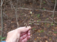 Eucalyptus muelleriana