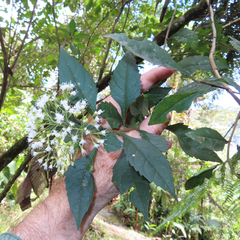 Ageratina ligustrina