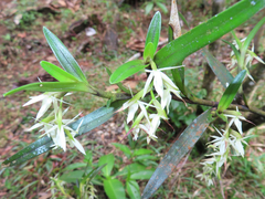 Epidendrum mixtum image