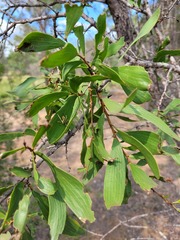 Acacia excelsa