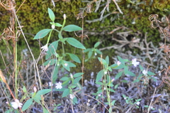 Epilobium minutum