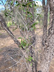 Acacia excelsa