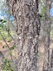 Acacia excelsa
