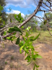 Acacia excelsa