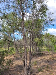 Acacia excelsa