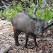 Cozumel Collared Peccary - Photo (c) Itzel Arista, some rights reserved (CC BY-NC), uploaded by Itzel Arista