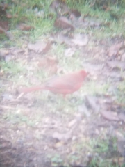 Cardinalis cardinalis cardinalis
