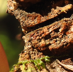 Ophiotheca chrysosperma