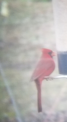 Cardinalis cardinalis cardinalis