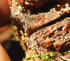 Ophiotheca chrysosperma