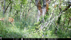 Odocoileus virginianus leucurus
