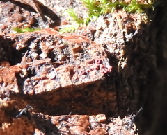 Ophiotheca chrysosperma