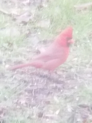 Cardinalis cardinalis cardinalis