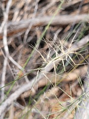 Aristida caput-medusae