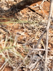 Aristida caput-medusae