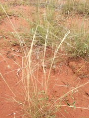 Aristida holathera holathera