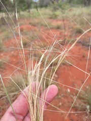 Aristida holathera holathera
