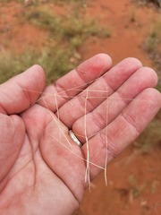 Aristida holathera holathera