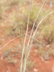 Aristida holathera holathera