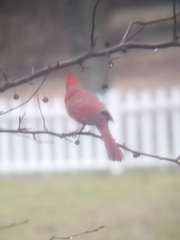 Cardinalis cardinalis cardinalis