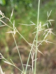 Aristida personata