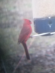 Cardinalis cardinalis cardinalis