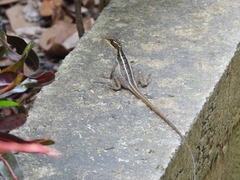 Basiliscus vittatus