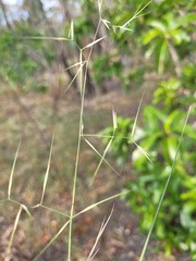 Aristida personata
