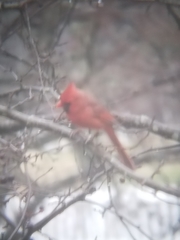 Cardinalis cardinalis cardinalis