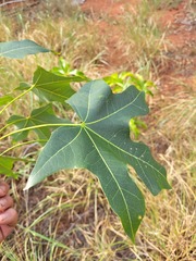 Brachychiton bidwillii