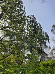 Brachychiton bidwillii