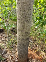 Brachychiton bidwillii