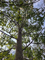 Brachychiton bidwillii