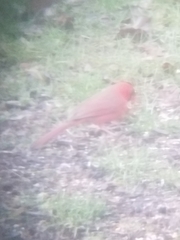 Cardinalis cardinalis cardinalis
