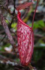 Nepenthes macfarlanei