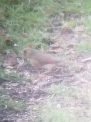 Cardinalis cardinalis cardinalis