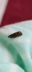 Myopsocidae