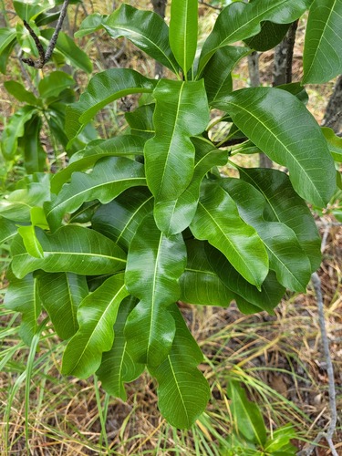 Cerbera dumicola