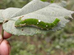 Charaxes bernardus
