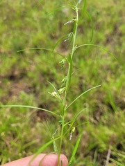Crotalaria montana
