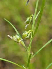 Crotalaria montana