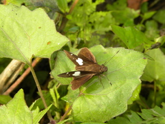 Notocrypta curvifascia