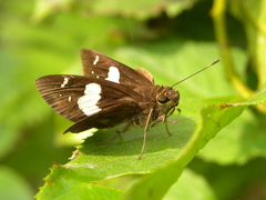 Notocrypta curvifascia
