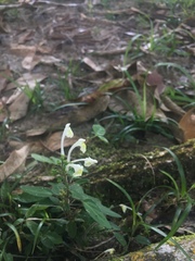 Scutellaria orichalcea
